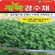 AR 새싹경수채 소포장 씨앗