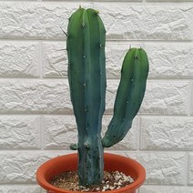 용신목32 - 선인장