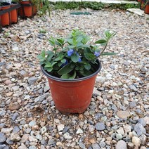 꽃백화점 아메리칸블루 소품 야생화 10~25cm 29