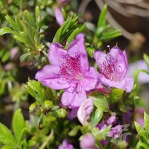 산철쭉 10주 키40센티 철쭉