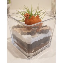 [피아트] 테라리움 당일발송 / 집콕놀이 테라리움 테라리움만들기 식물만들기 만들기 키트 다육이/ 학교단체수업 유치원단체수업 심리상담수업 방과후수업/원예수업 식물심기 다육이 낙타