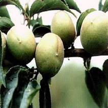 [가산원예조경] 매실묘목(남고) 접목1년특묘 2주묶음