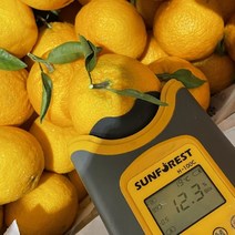 못난이한라봉 할라봉 12브릭스이상 노지 한라봉10kg 제주, 혼합과10kg