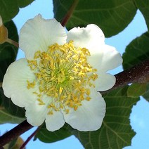 키위나무 묘목 숫나무 도마리 접목1년 뿌리묘 1개