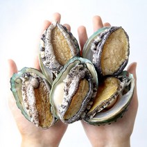 산지직송 완도 전복 산소포장 활전복 1kg 주문당일채취 생산자직송, 활전복 1kg 18~20미