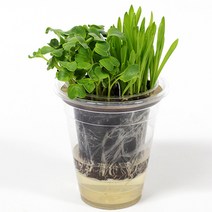 2종 분리형 새싹키우기(5인용)