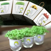 꿈쟁이 셀프 미니화분 키우기 허브(바질) / 종류 배송상품 : 마마의 (식물기르기/식물키우기/꽃키우기/실내식물/책상식물/식물/원예/건강 추천), 1, 마마의 허브(바질)