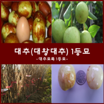 착한가격 나무생각 / 대추나무모음, 대추(복조)1등묘, 9999개