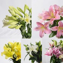 [로즈온리] 백합 한단 (색상선택) 생화택배, 04 시베리아