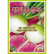 청피홍심무 무씨앗 600립, 1개