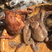 돌문어1kg 제철조개 캠핑모듬조개 캠핑조개 해산물 수산물 어패류 바지락 째복 명주 비단 갈미 백합조개 백상합 모시 뿔소라 대합 개조개 참가리비구이 키조개 전복 삐뚤이소라 밀고동, 1개, 1kg