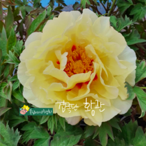 황관 [1포트] (복남이네야생화 봄 작약 겹 목단 모란 목단 옐로우 tree peony)