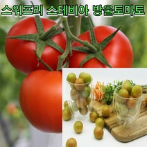 달달한스테비아토마토 가격비교 상위 50개
