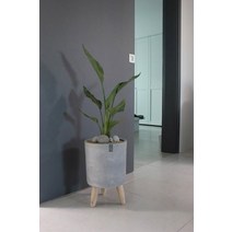 [모던화분/실내화분]극락조 우드스탠드