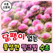 [수초스토어] 검역 레드 카붐바 3촉 / 구피 새우 어항 수초 쉬운 예쁜 은신처 중경 후경 초보 풍성한 흑사 붉은 무이탄 치어 베타 열대어