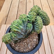러브코리아 용신목철화 중품 키우기 쉬운 다육 화분1-250 랜덤발송, 단품