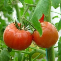 완숙 찰 토마토 3kg 5kg 10kg, 1box, 08_토마토 쥬스용 ( 심한 흠집 랜덤 ) 5kg