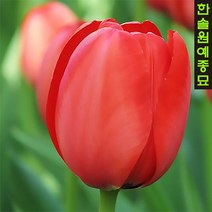유럽 튤립 구근 - 아펠도른(1팩5개)