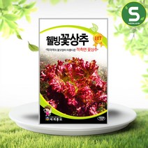 솔림텃밭몰 꽃상추씨앗 3000립 웰빙꽃상추 상추씨앗 상추씨, 단품