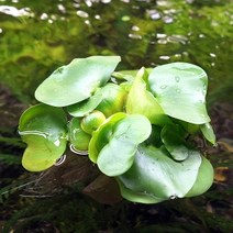 생이가래 2뿌리 (부상수초) - (치어은신처 수반), 상세 설명 참조