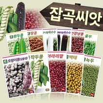 다농 콩 팥 녹두 감자 잡곡류 옥수수 종자 씨앗모음전, AR11=백초당옥수수100립!