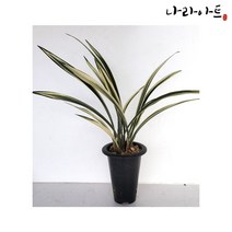 나라아트 풍란 동양란 난화분 모음, 42.오성금(3-4촉)