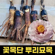 꽃목단 채색국화 뿌리묘 1지 목단 나무 꽃 겹꽃 개화주, 상세페이지 참조, 상세페이지 참조