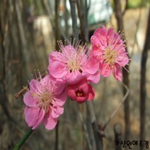 [가산원예조경] 매실나무(설중매) 접목1년특묘 5주묶음