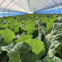맛집사 유기농 케일 즙용 케일즙 녹즙용 주스용 무농약 쥬스용 케일쥬스 1kg 2kg 3kg, 1개