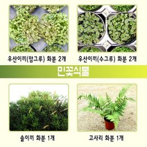 민꽃식물 - 우산이끼 솔이끼 고사리