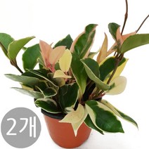 도도팜 1+1 스파트필름/ 호야 테이블야자 고무나무 행운목 스킨답서스 아이비 천냥금 파키라 율마 금전수 나도풍란 리사호야 금전수 보석금전수 문샤인 스투키 토분 공기정화식물, 05. (2개) 호야 1개