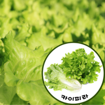 스마트팜 수경재배 친환경무농약 신선한 유러피안 샐러드 카이피라 1kg, 1개