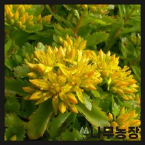 (나무농장) 야생화 기린초 포트 ( 10주묶음 ), 1개