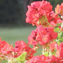 [프랑스와즈] 천연 아로마 에센셜오일 10ml, 제라늄 에센셜오일