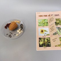여러가지 씨 관찰하기(4인세트)식물의한살이