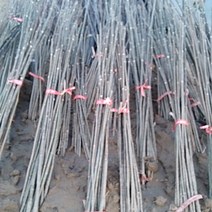 가죽나무 가죽묘목, 참가죽60센티