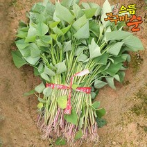 으뜸 호박고구마모종 1kg 고구마종순 호감미 토종, 04/28출고(04/29도착)