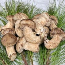 산지직송 국내산 공주 송향버섯 송향 송화 버섯 1kg, 최고급형 1kg, 1개