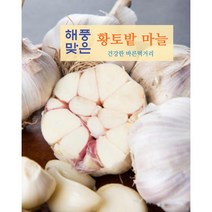 서산마늘 3kg 중 대 특 햇마늘 황토밭 대서마늘 산지직송, 특 3kg, 1개