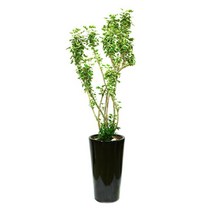 플라워리퍼블릭 파비안느2 sy1 실내공기정화식물 사무실 카페 선물 키