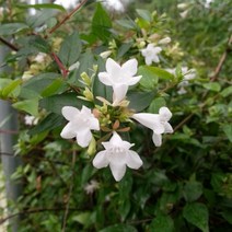 착한가격나무생각/꽃댕강나무/80cm/5주, 주