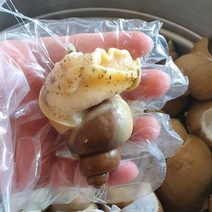 포항 구룡포 산지직송 100% 품질과 수율을 보장하는 자연산 백고동, 백고동 대 1+1kg (20-30미 내외)