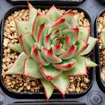 다육식물(마리아), 1개