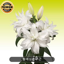 봄에심는 구근/겹꽃백합 로즈릴리 모니카 2구/향기백합