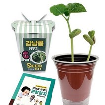 [두두엠] 강낭콩 키우기 (관찰일지포함)