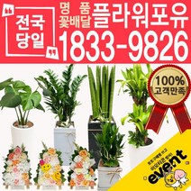 플라워포유 축하 오픈 개업 공기청정 관엽식물 화분선물 당일배송 꽃배달, (선택11)스투키