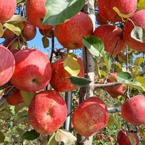 영천사과 10kg 26과 내외 보현산사과 돌할매사과, 상세페이지 참조