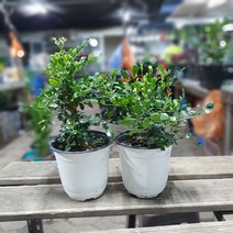 공룡꽃식물원(주) 원플원 2개 오렌지자스민 중품 25~40cm 129 야생화 공기정화식물