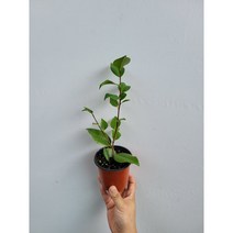 동백꽃 서향동백나무 소품 15~30cm 89
