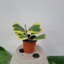 실내공기정화식물 무늬하트호야 수입호야 소품 15-25cm 89